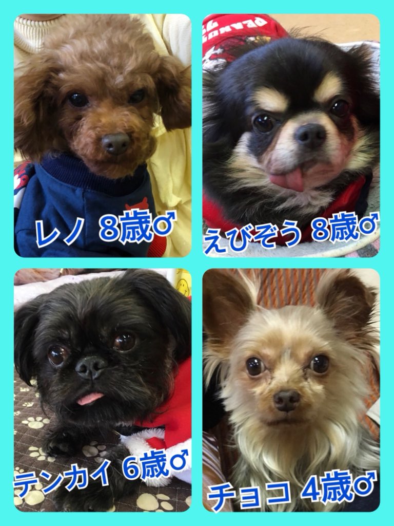 🐾今日の里親様募集中ワンコ🐶メンバーです🐾2019,12,30